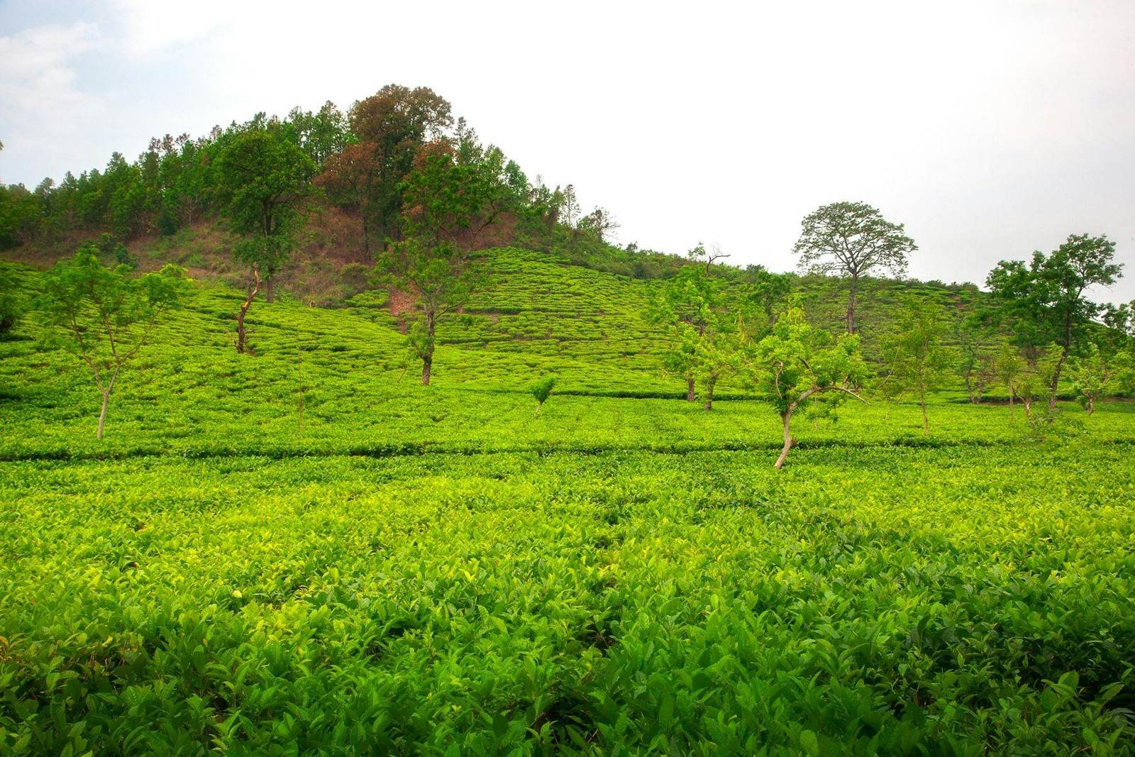 Rows of tea bushes on a highland estate